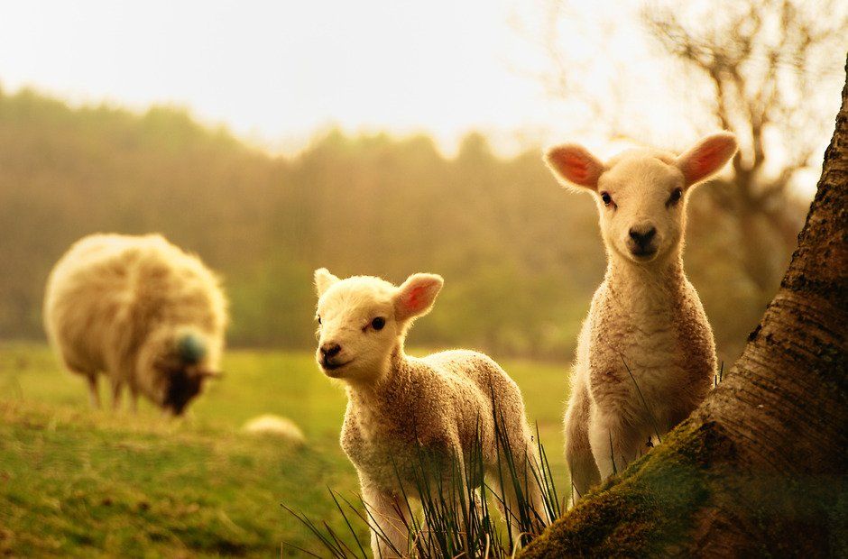 two lambs