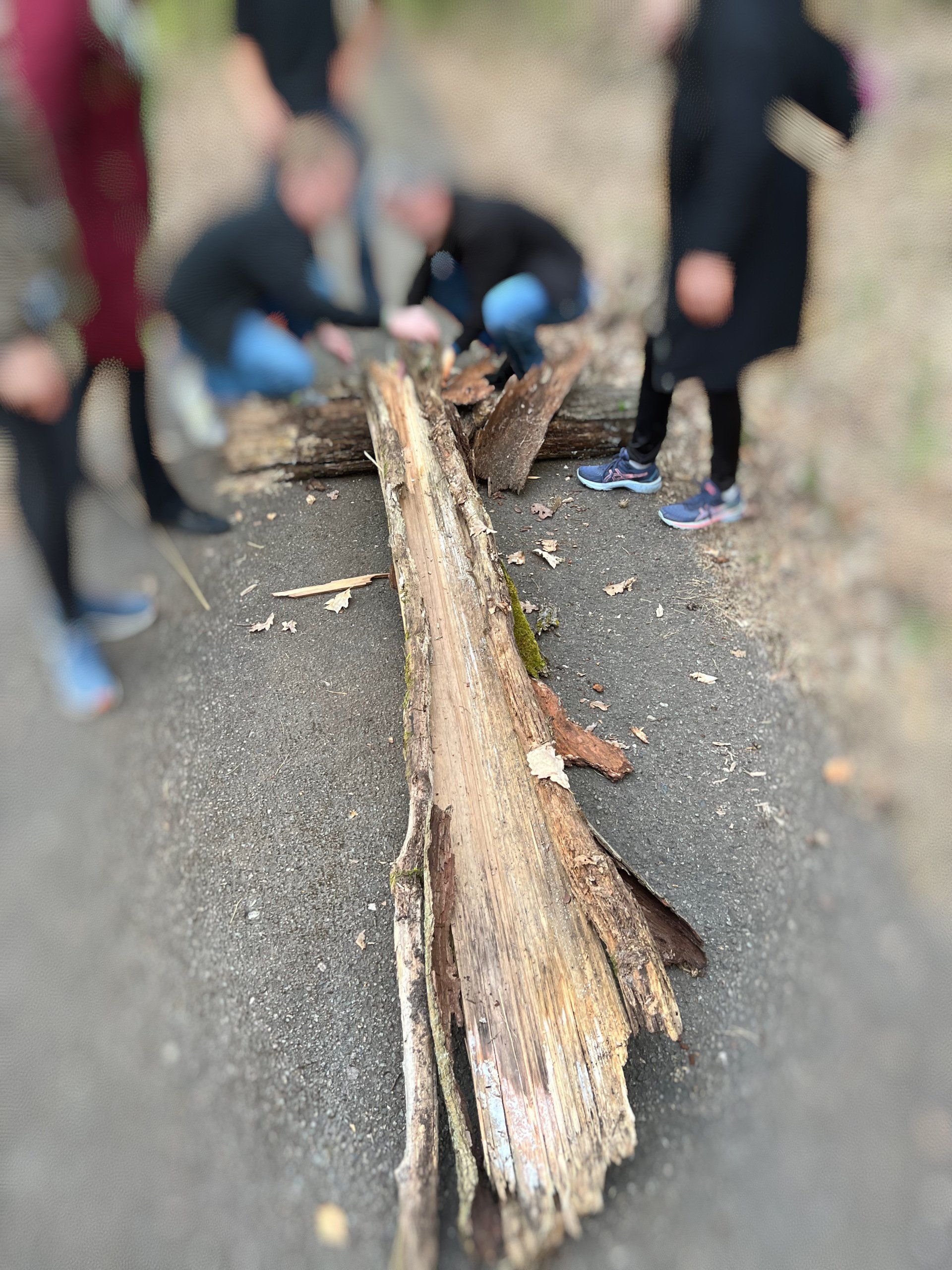 Menschen untersuchen einen gespaltenen Baumstamm mitten auf einer asphaltierten Straße.