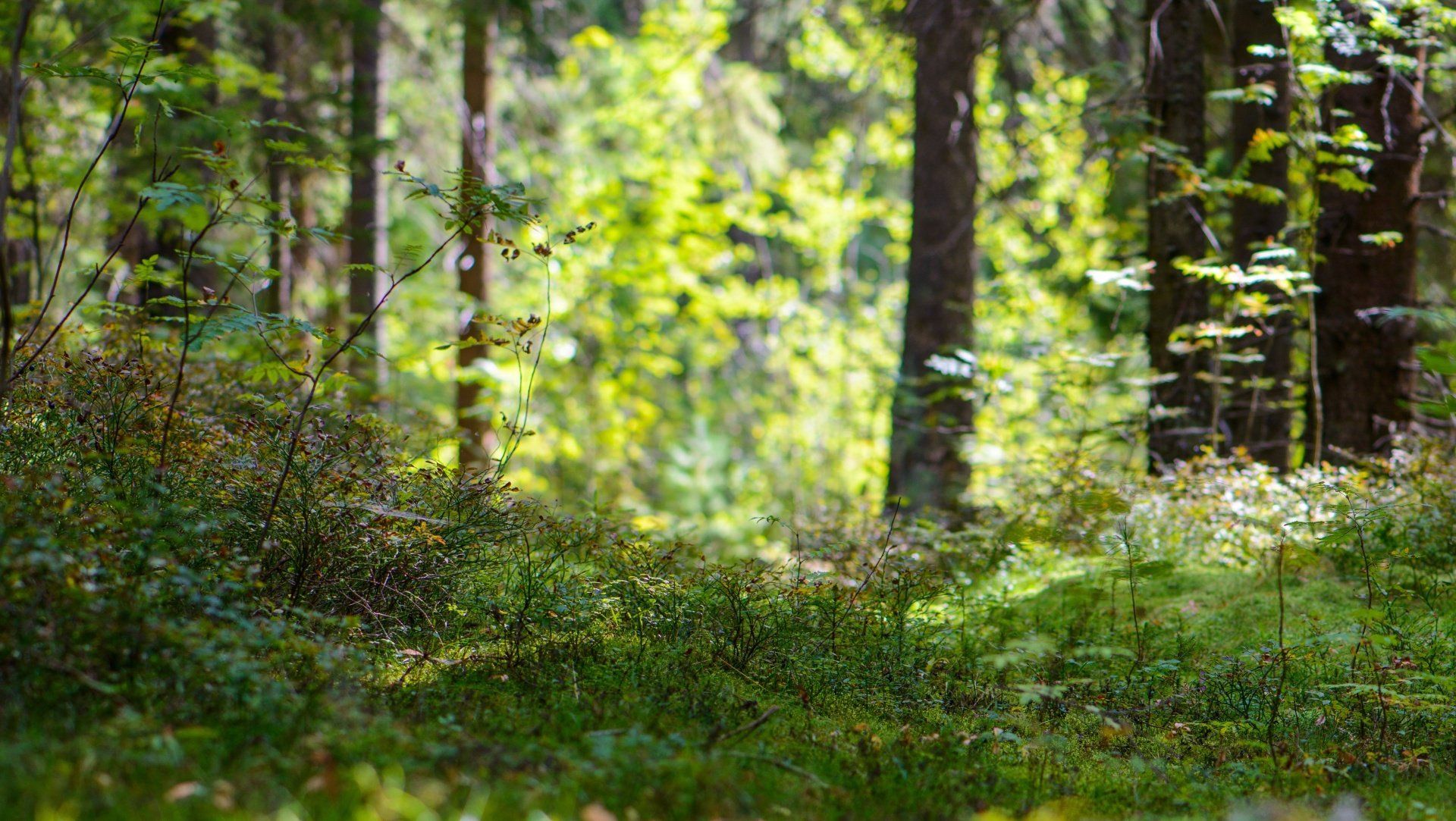 Grüne Waldszene mit gesprenkeltem Sonnenlicht, das das Unterholz und die Baumstämme beleuchtet.