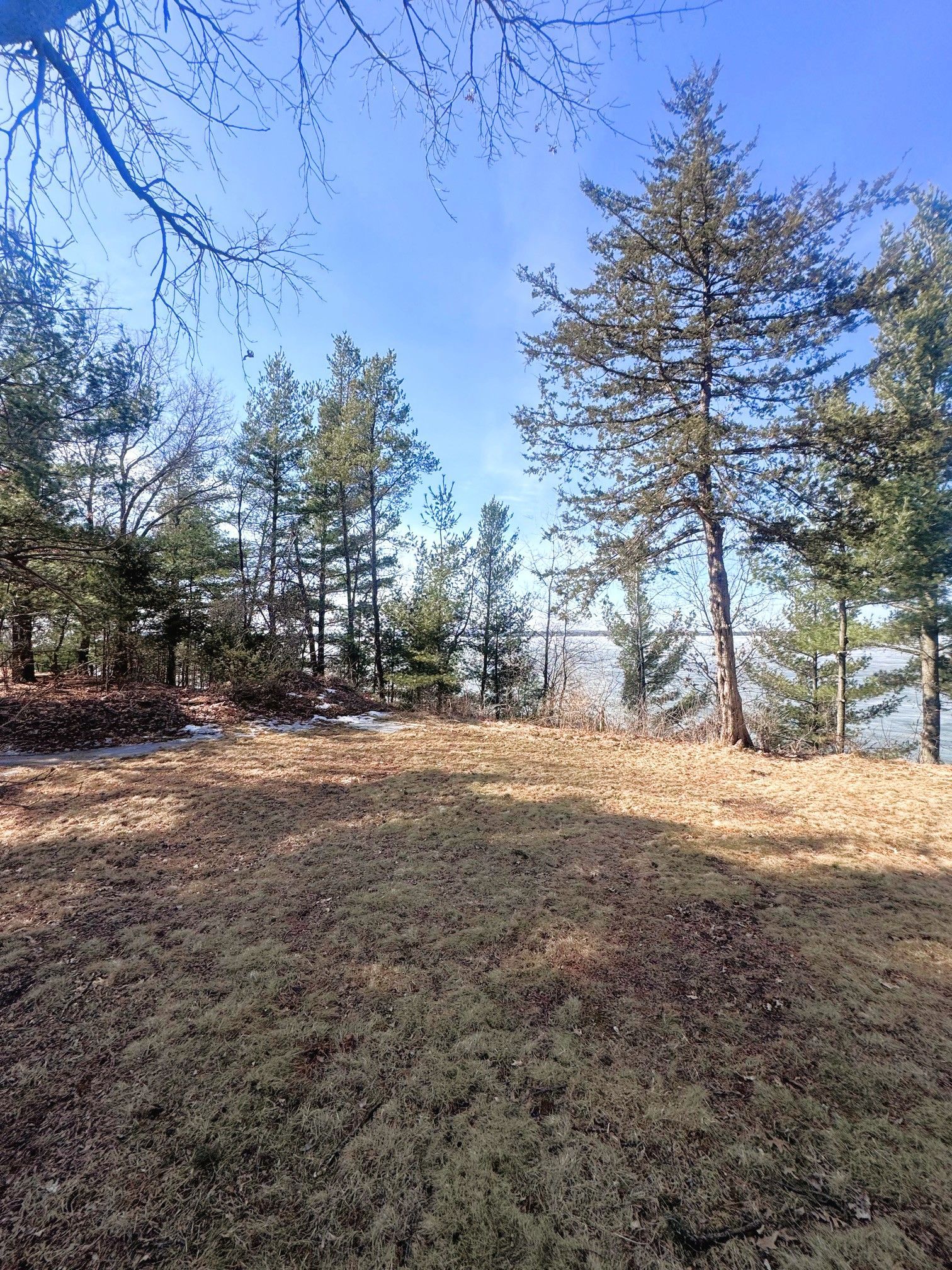 Sunny landscape with trees and mossy ground overlooking a lake.