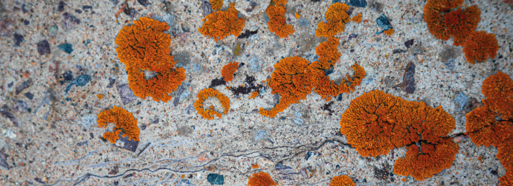 Scale inhibitor solution