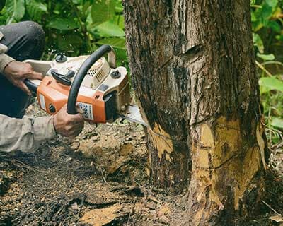Cutting With Chainsaw - Tree Removal in Great Falls, MT