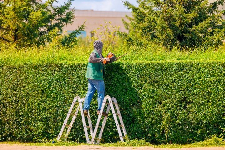 Landscaper trimming bushes