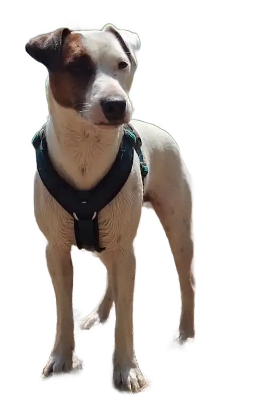 Kiwi en Bowie – honden die verhalen schrijven over mensen