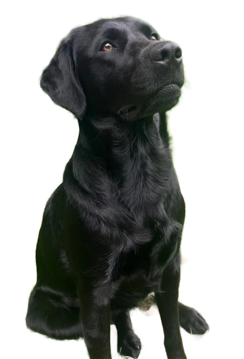 Kiwi en Bowie – honden die verhalen schrijven over mensen