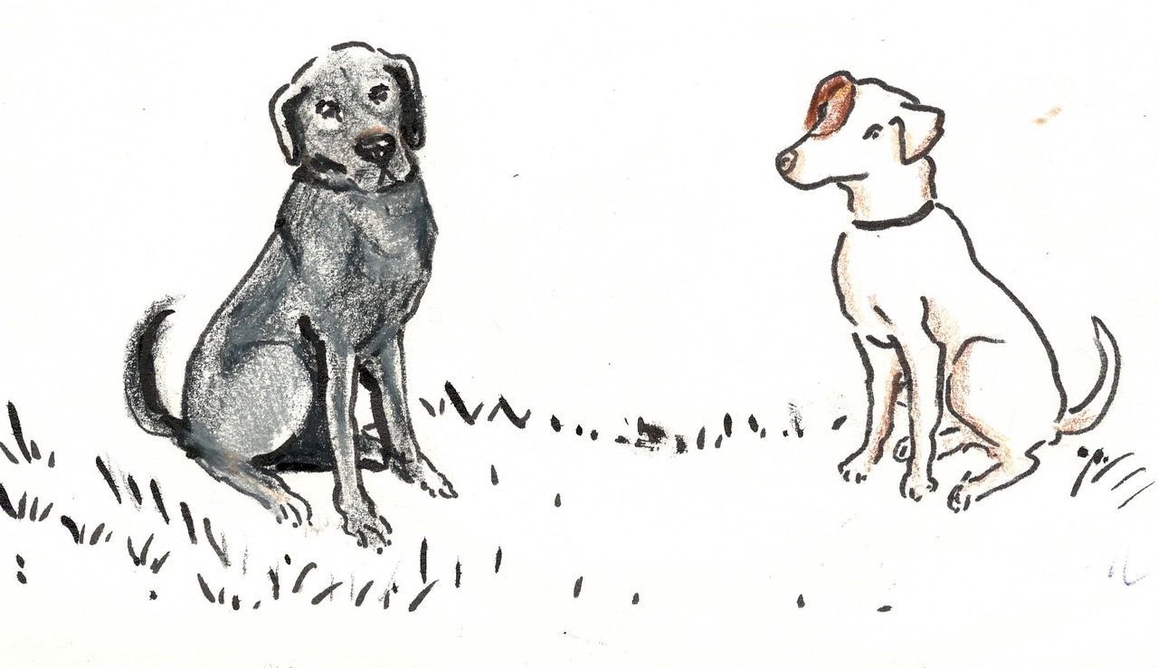 kiwi en Bowie getekend