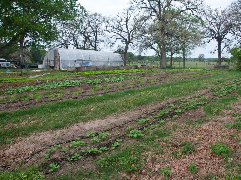 A greenhouse is in the middle of a field of plants