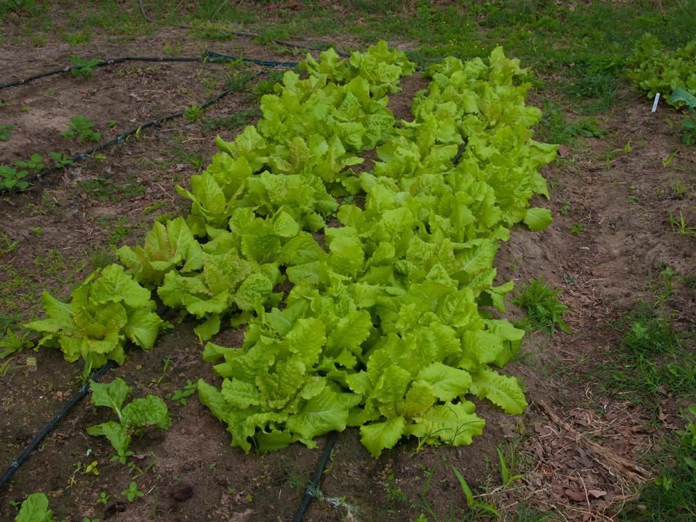 A row of lettuce plants growing in the dirt in a garden.