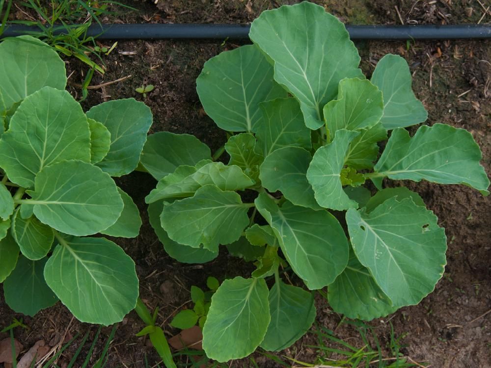 A close up of a plant with lots of green leaves
