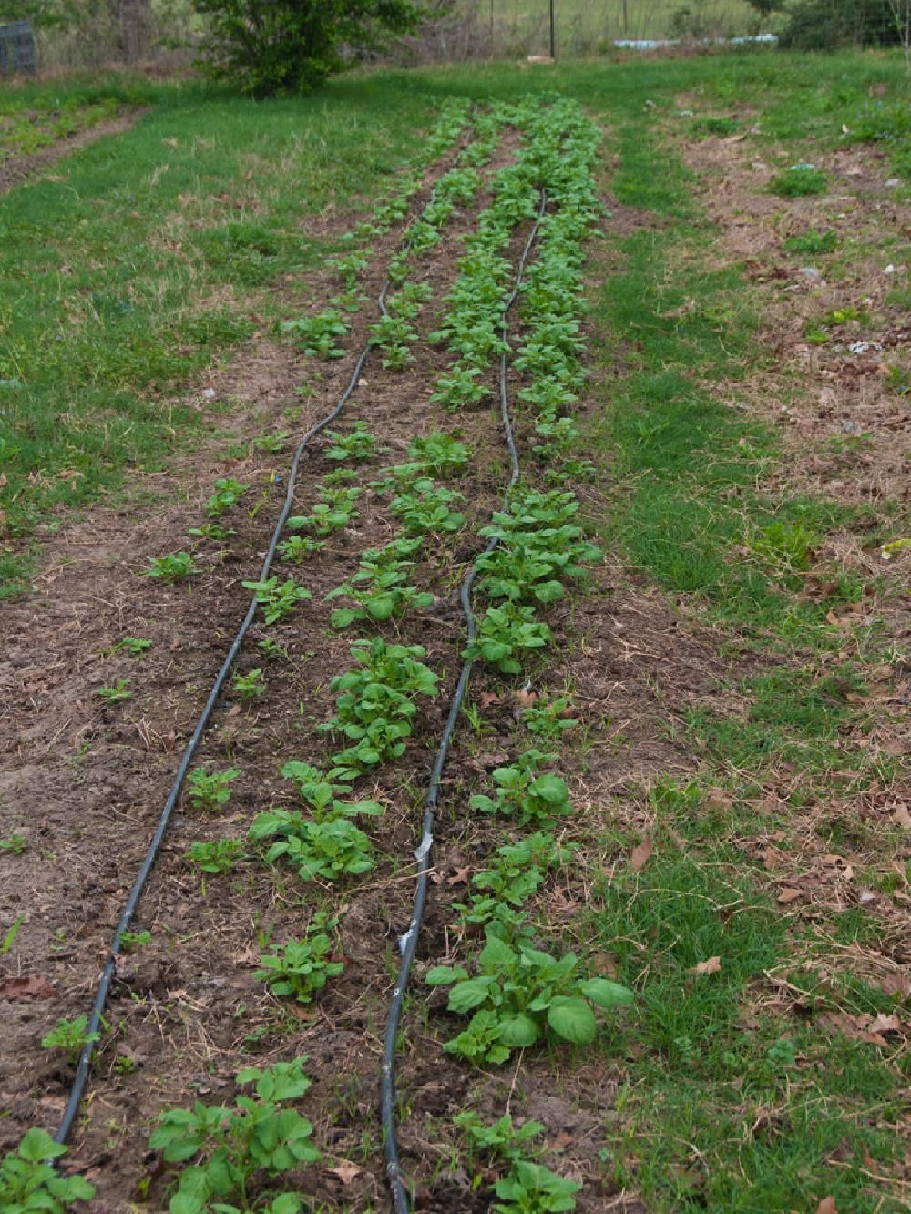 A row of plants growing in a garden with irrigation lines.