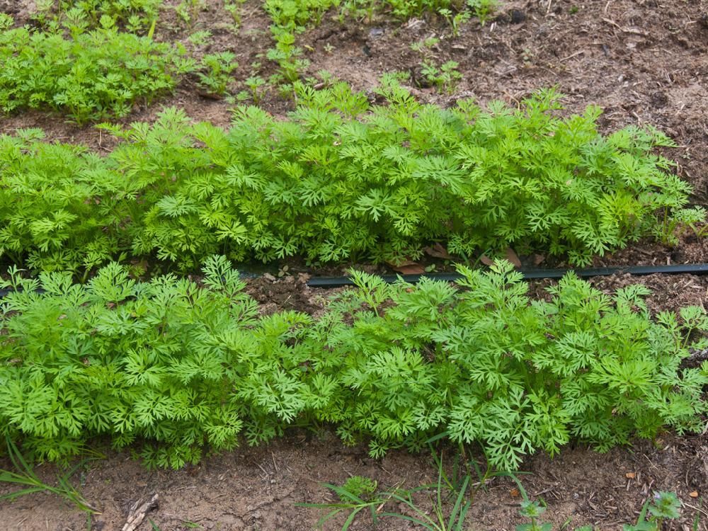 A row of carrots growing in a garden with a drip irrigation system.