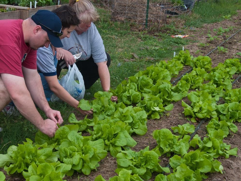 A man and two women are picking lettuce in a garden.