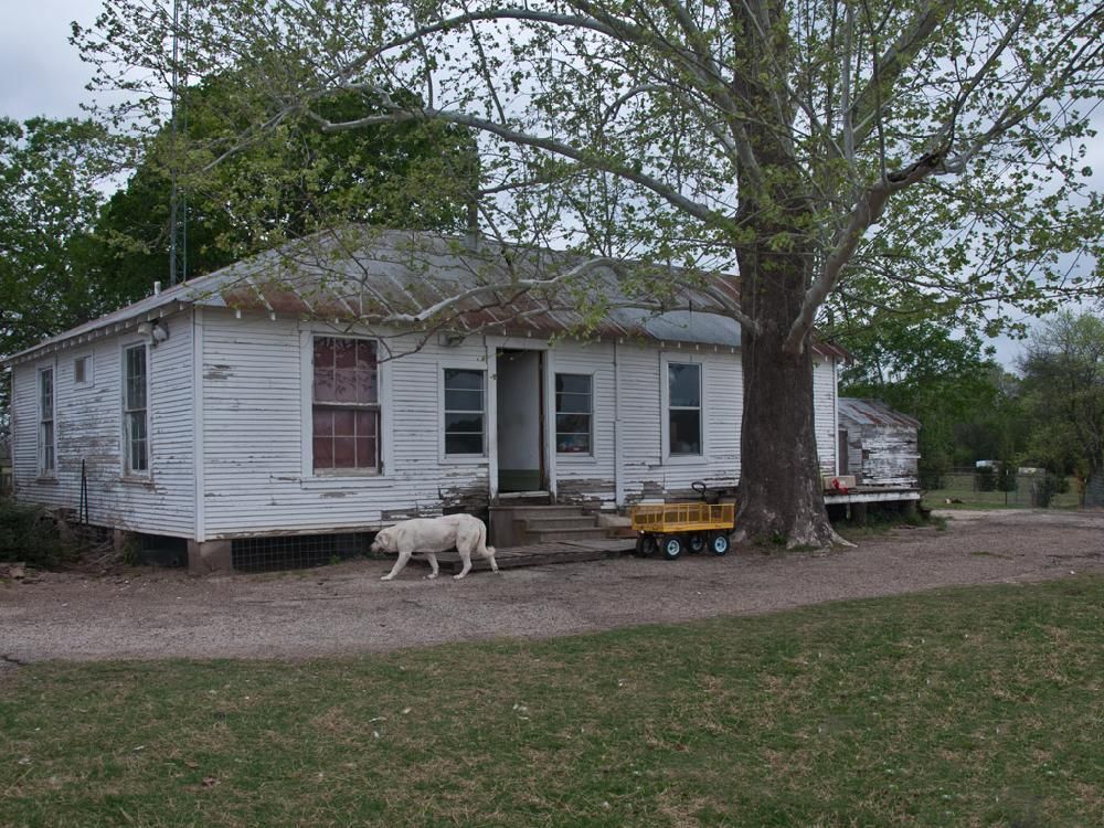 A white dog is walking in front of a white house