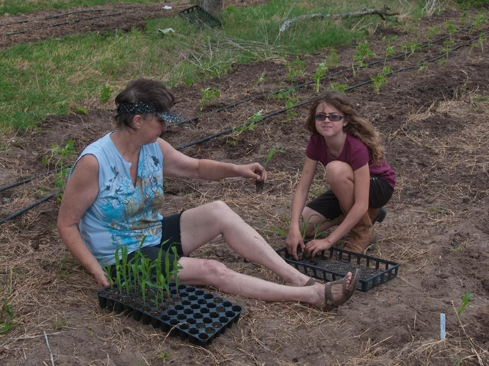 A woman and a girl are planting plants in a garden.