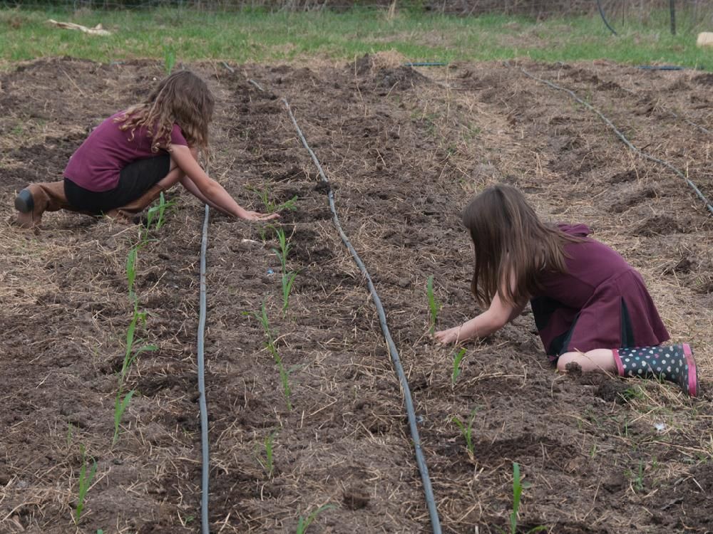 Two young girls are planting plants in a garden.