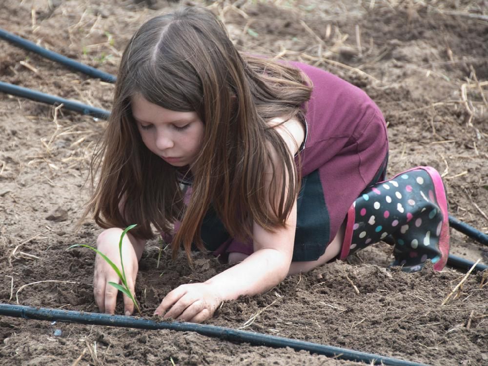 A little girl is planting a plant in the dirt
