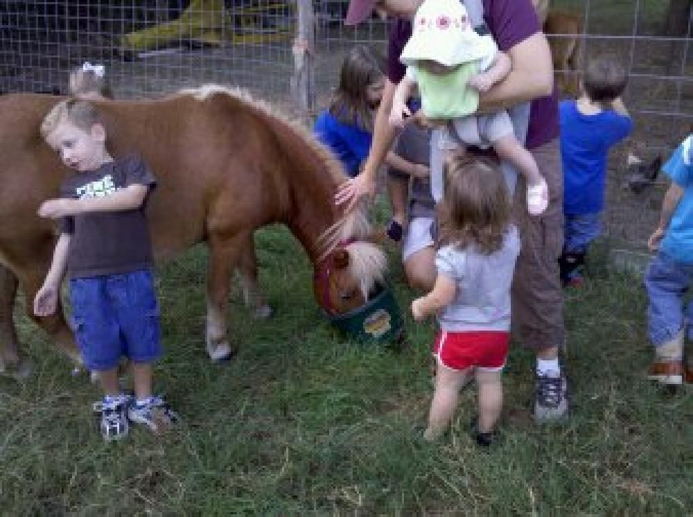 A group of children are feeding a pony in a field.