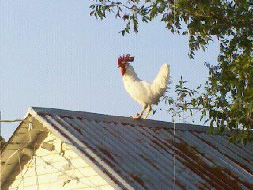 A white rooster is standing on the roof of a building