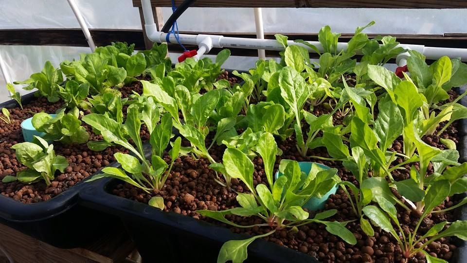 A bunch of lettuce plants are growing in a greenhouse.