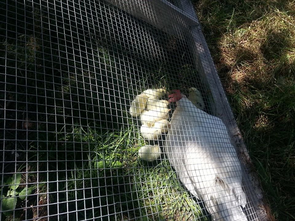A chicken is behind a wire fence eating grass.