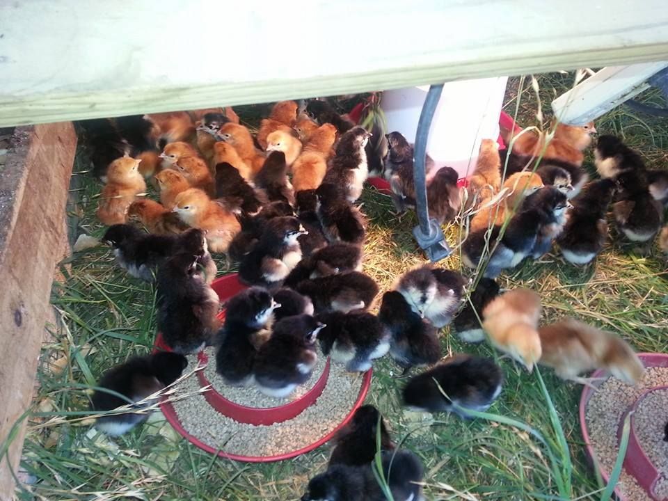 A bunch of baby chickens are laying on the ground