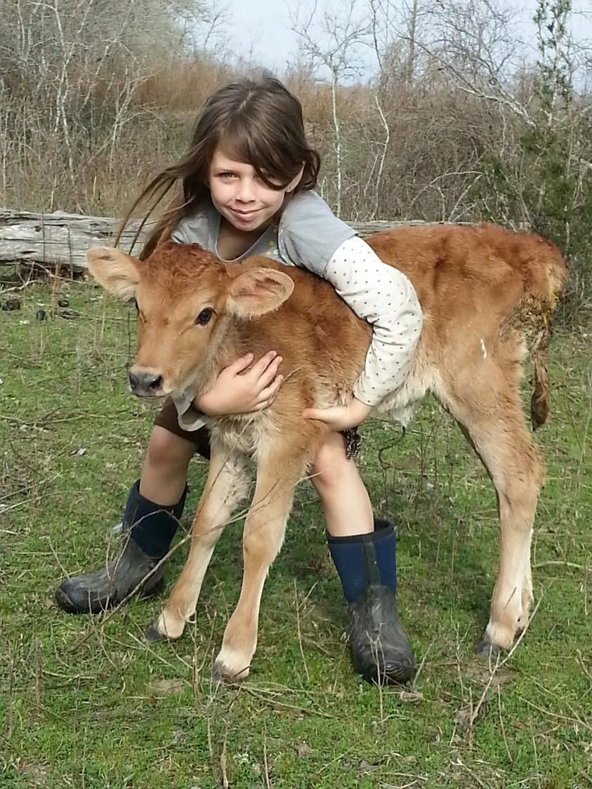 A little girl is holding a brown calf in a field.