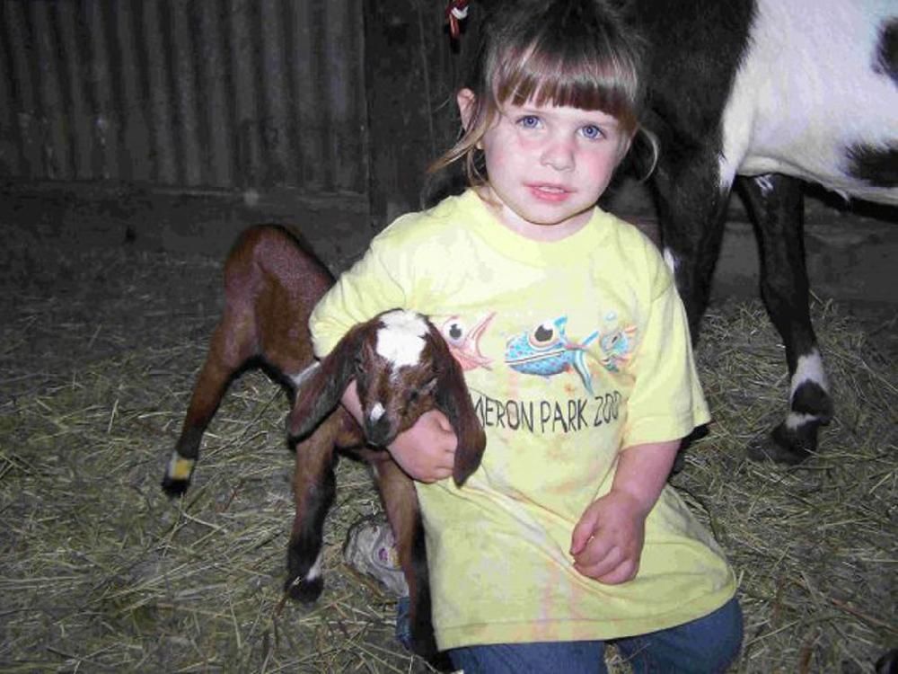 A little girl in a yellow shirt is holding a baby goat.