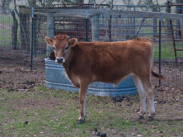 Cox Family Farm photo 4