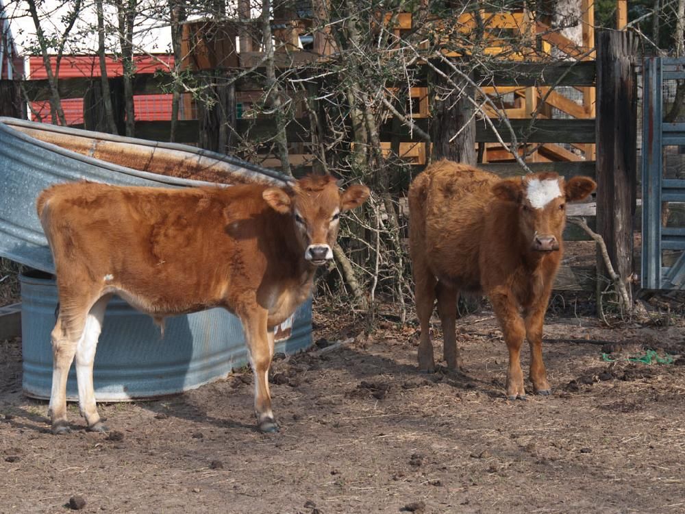 Two brown cows standing next to each other in a dirt field
