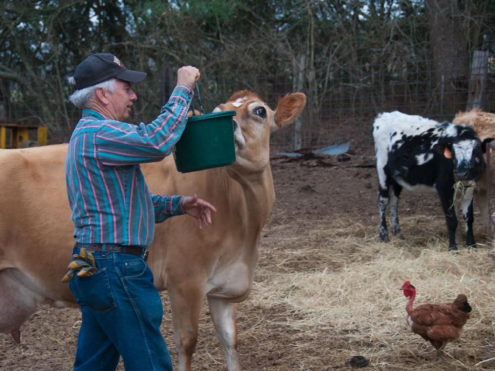 A man is feeding a cow with a green bucket