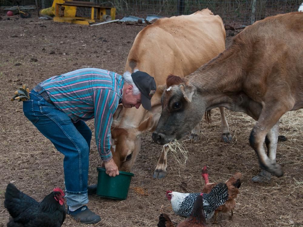 A man feeding cows and chickens with a green bucket