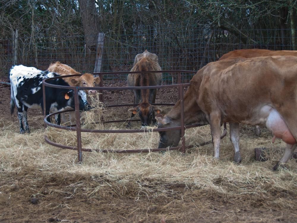 A herd of cows eating hay behind a fence