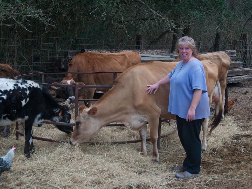 A woman standing next to a cow that is eating hay