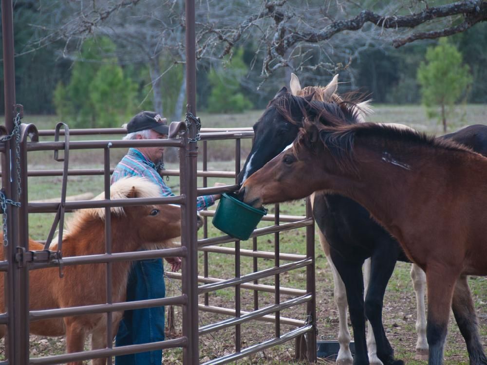 A man is feeding a horse from a green bucket