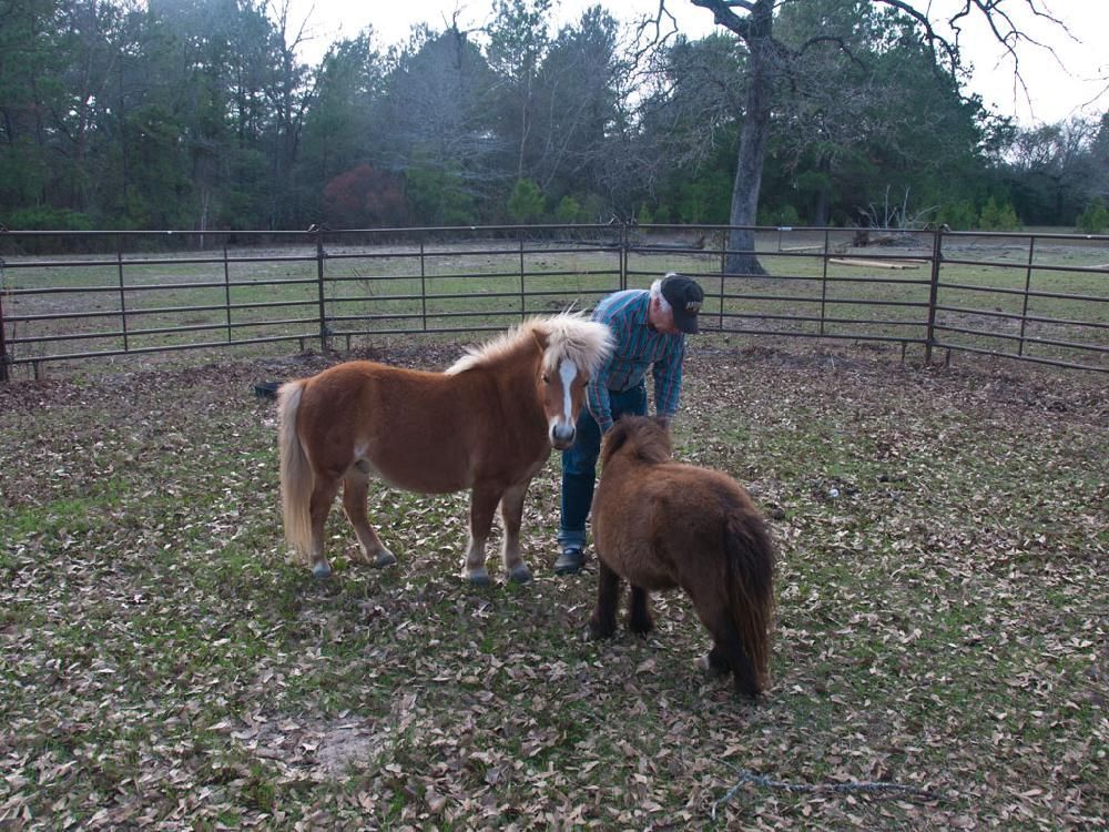 A man standing next to two small horses in a field
