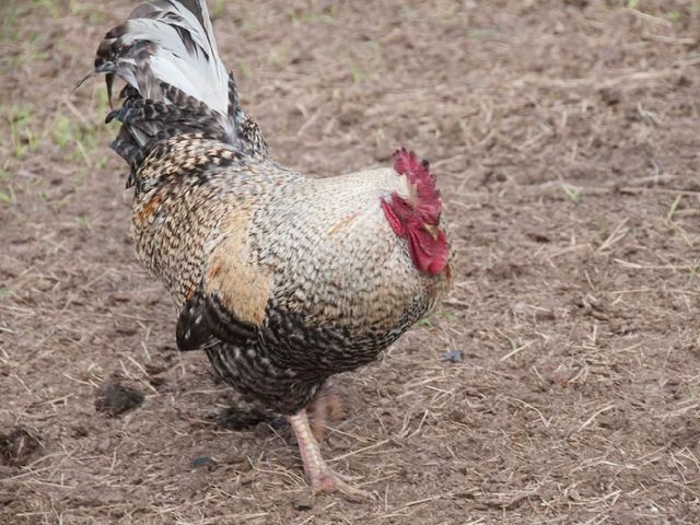 Cox Family Farm photo 6