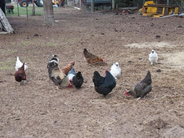 Cox Family Farm photo 7