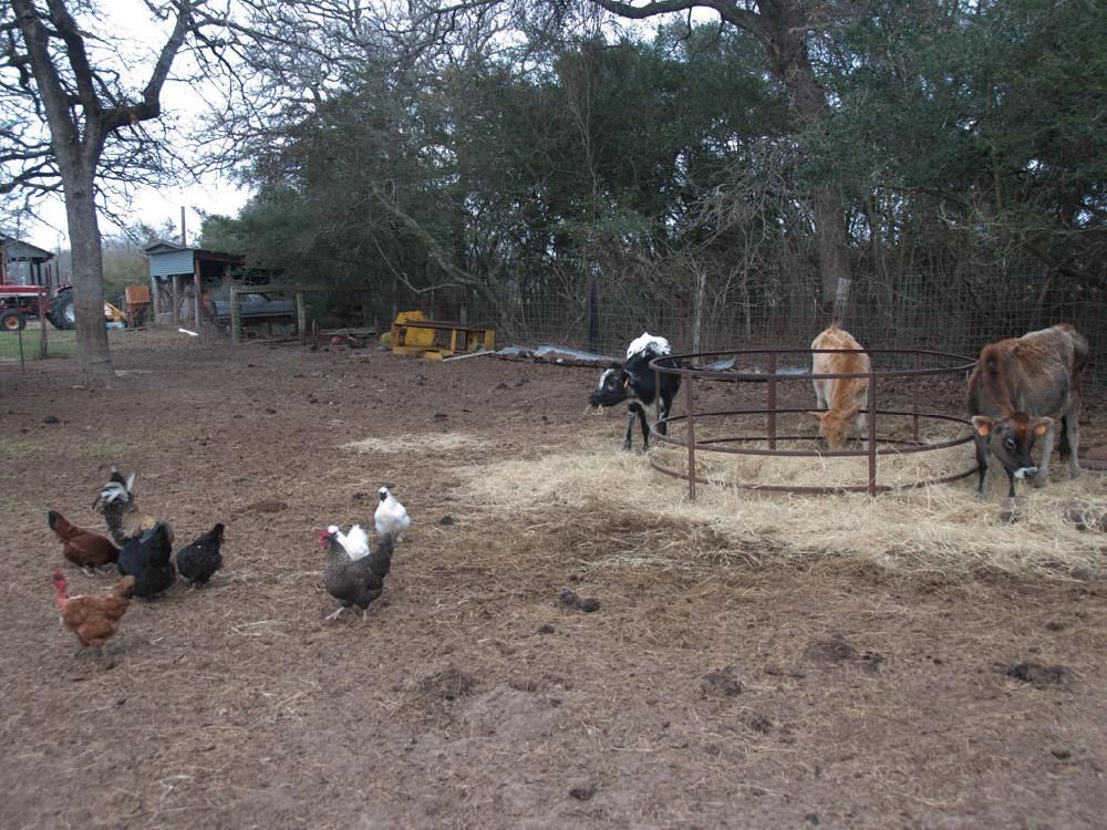 A fenced in area with cows and chickens