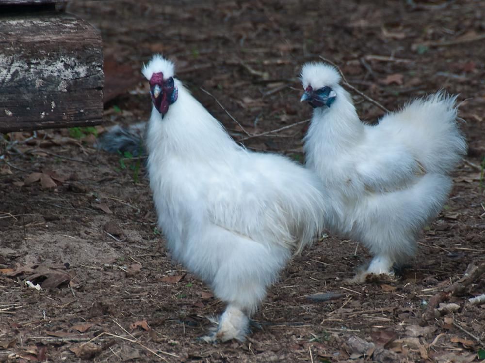 Two white chickens standing next to each other on the ground