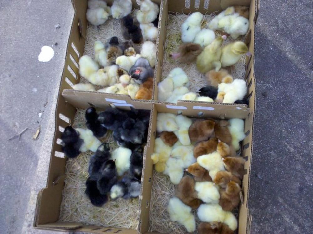 Four cardboard boxes filled with chickens of different colors