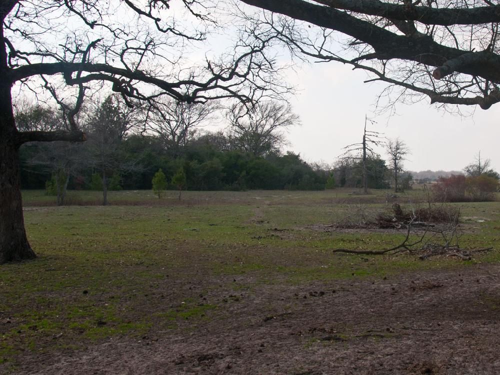 A tree in the middle of a field with trees in the background