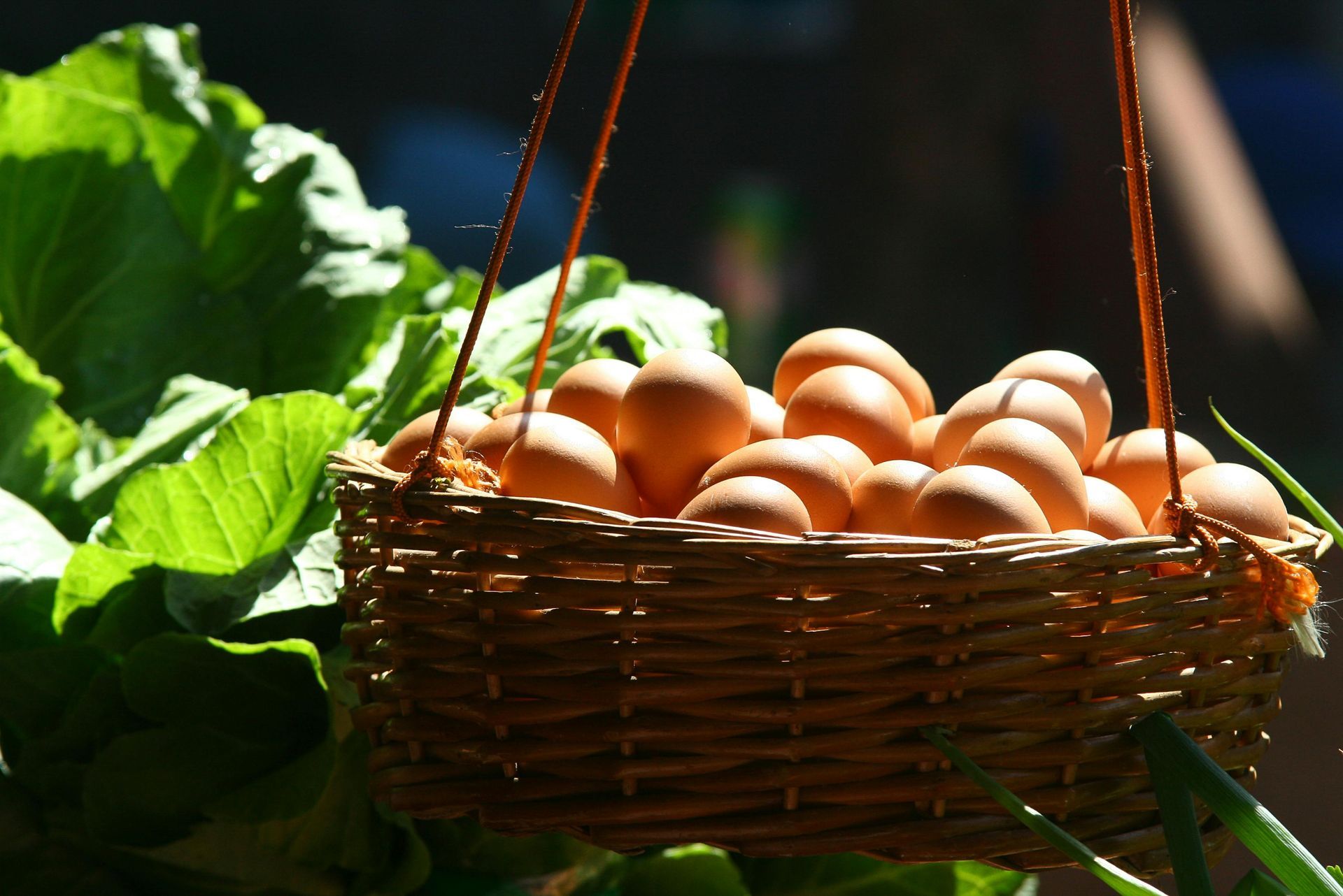 A basket full of eggs is hanging from a plant