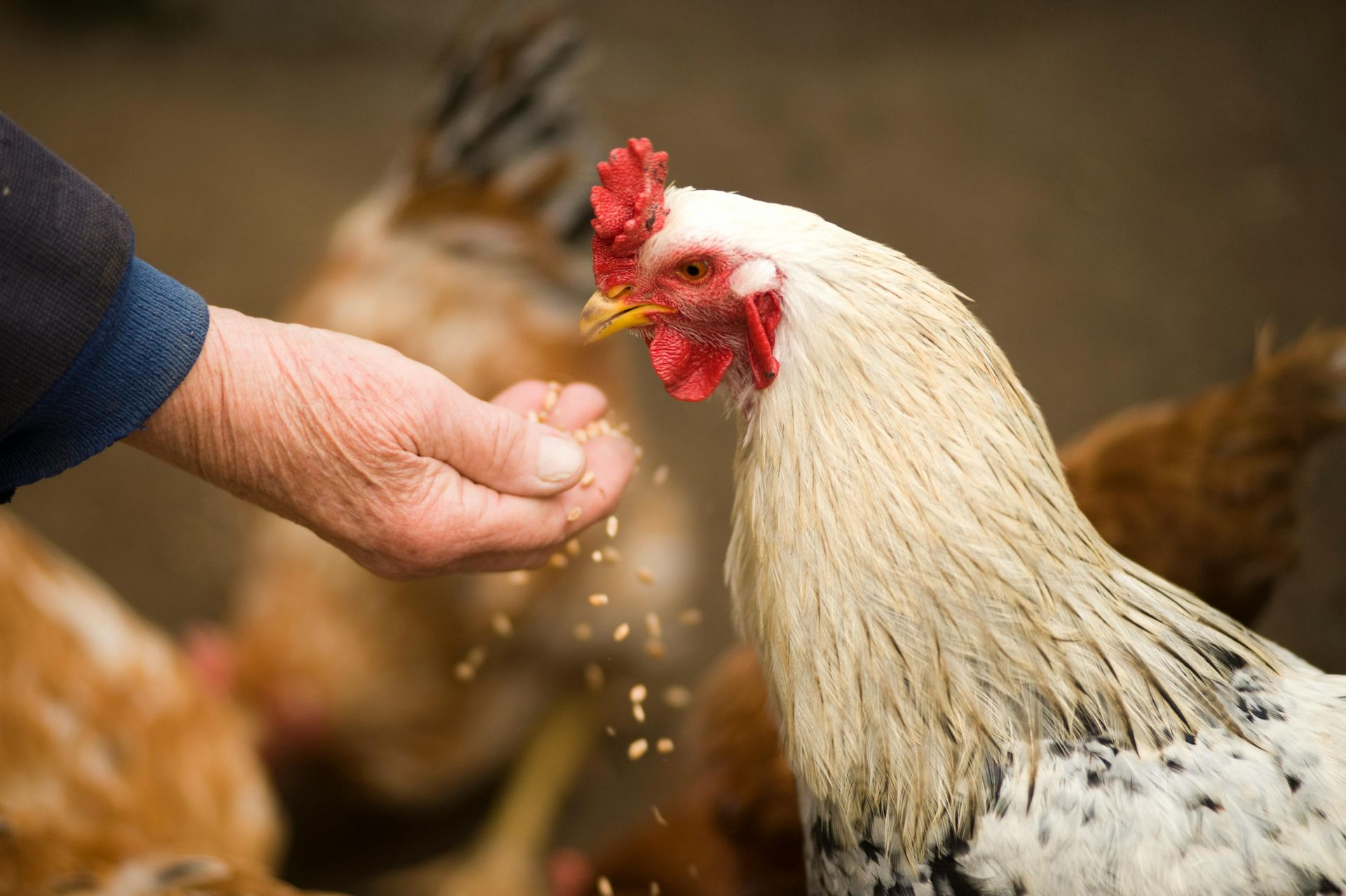 A person is feeding a chicken with their hand