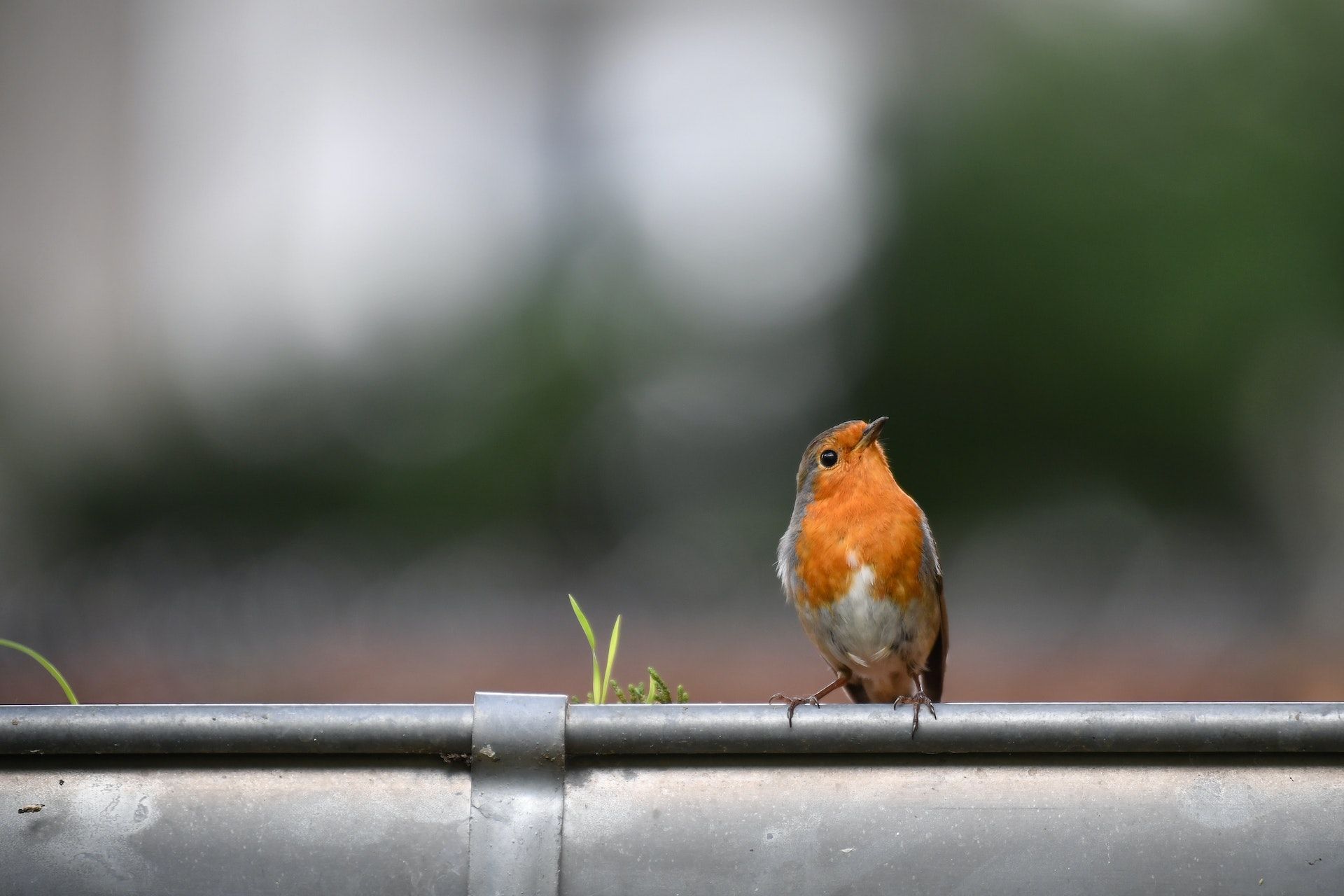 Picture of a small orange bird sitting on a gutter with greenery growing in it