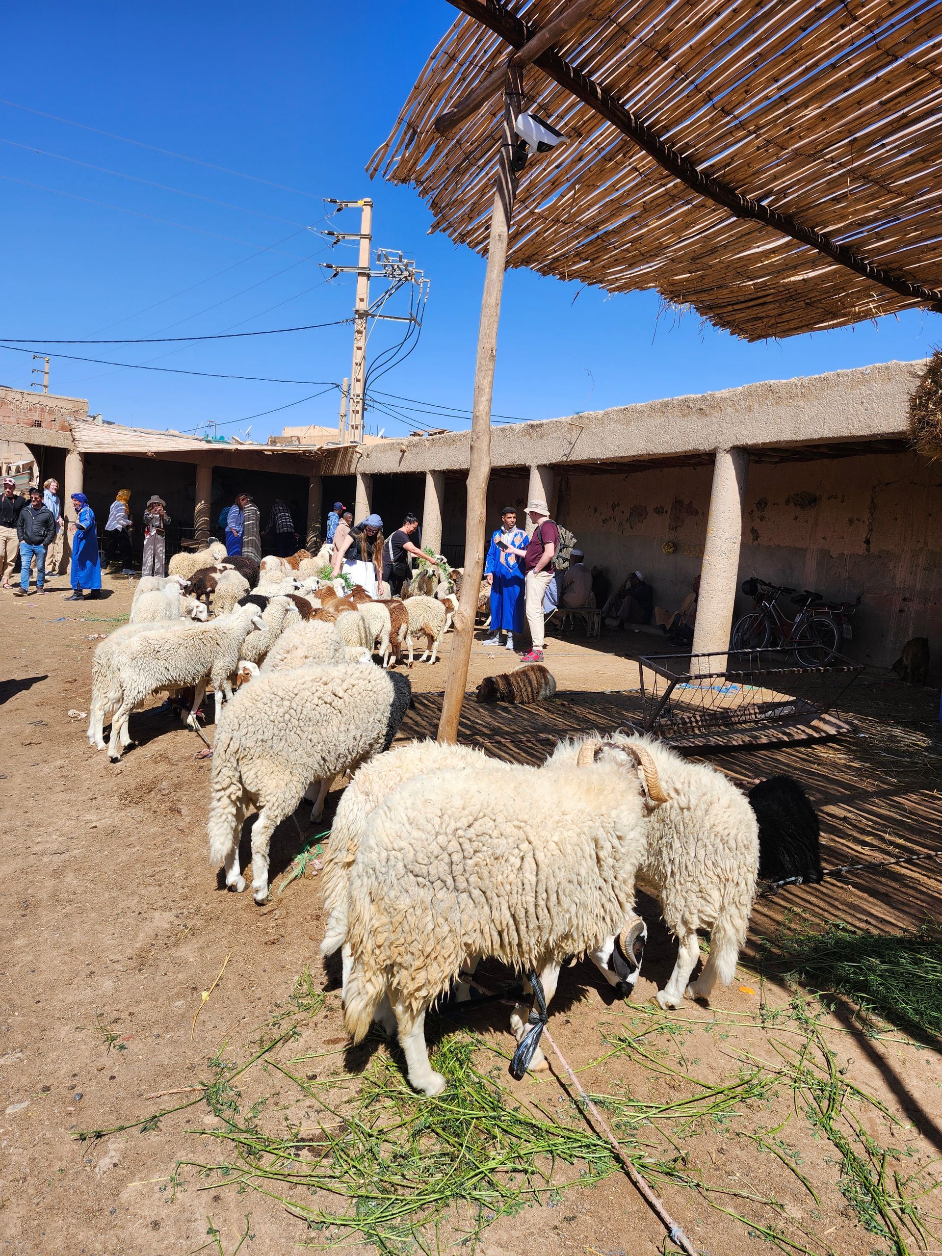 A herd of sheep are eating grass under an umbrella.