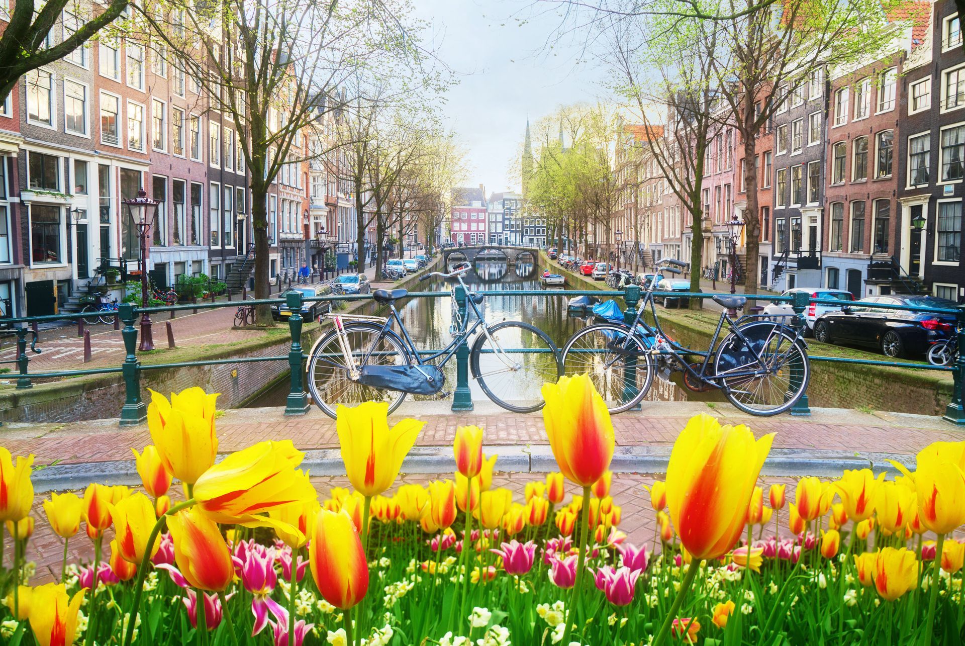 Canal in Amsterdam lined with buildings, bicycles on a bridge, and yellow tulips in the foreground.