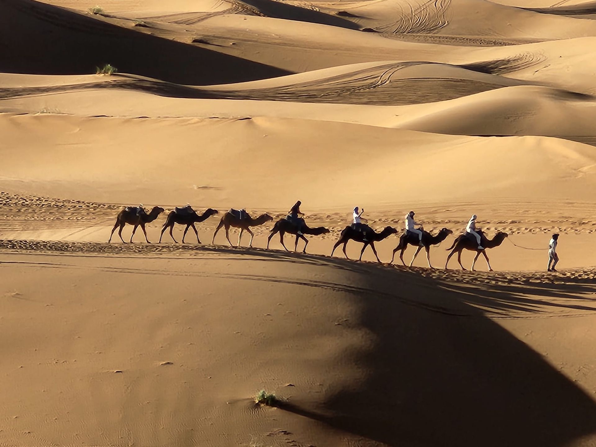 A group of people are riding camels in the desert.