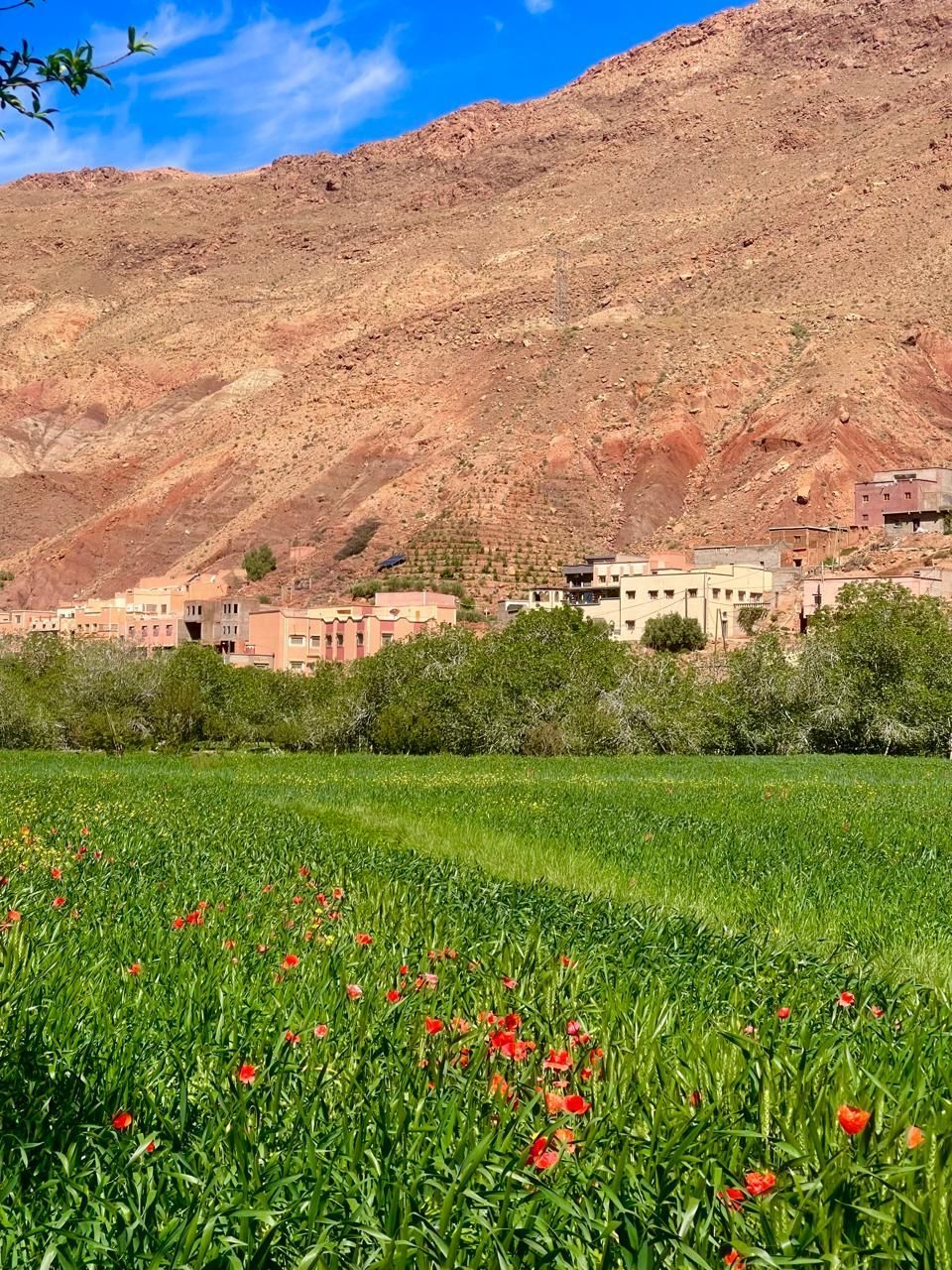 A field of grass and flowers with a mountain in the background.