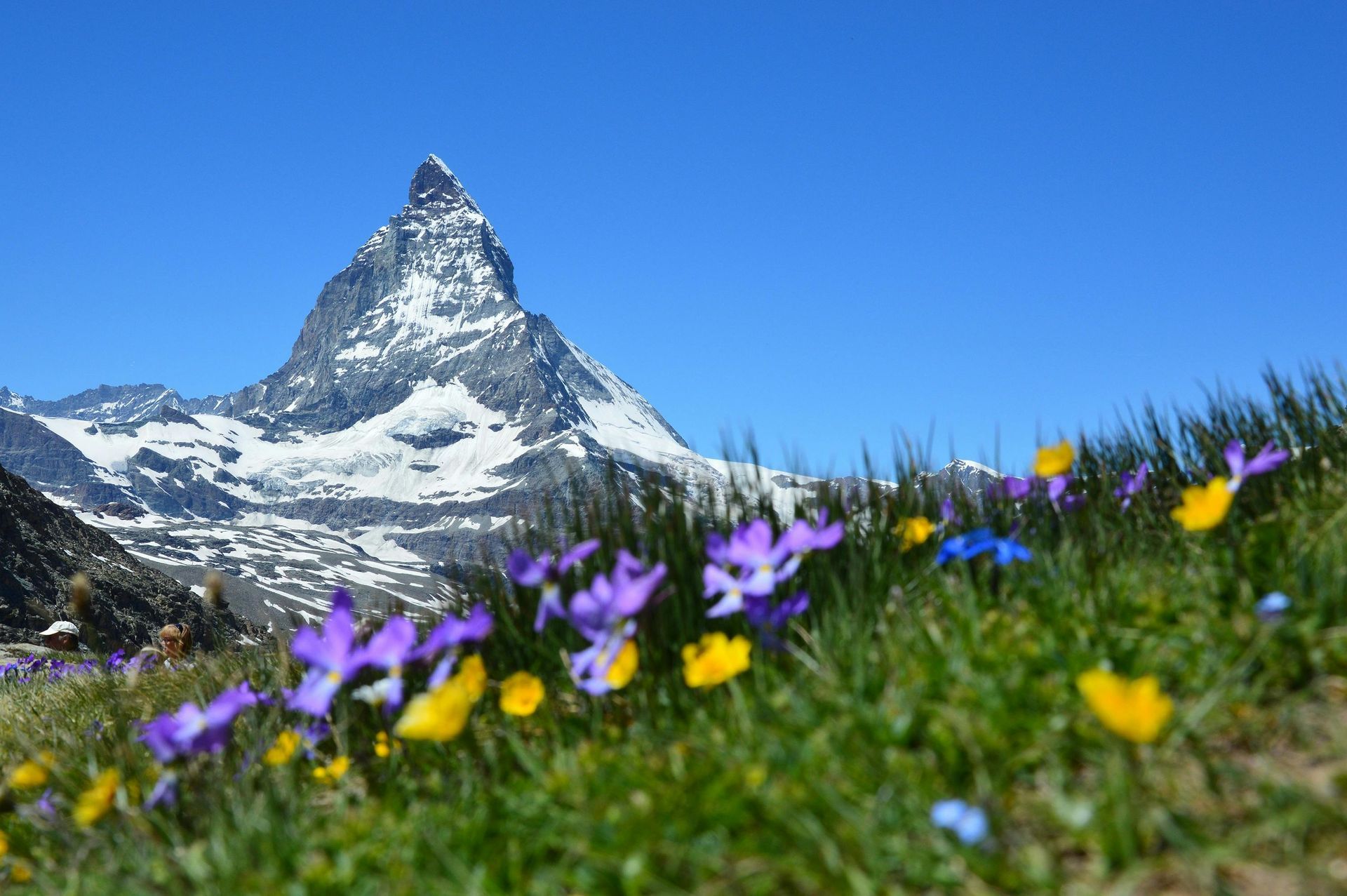 Matterhorn mountain with snow, wildflowers in foreground, and blue sky.