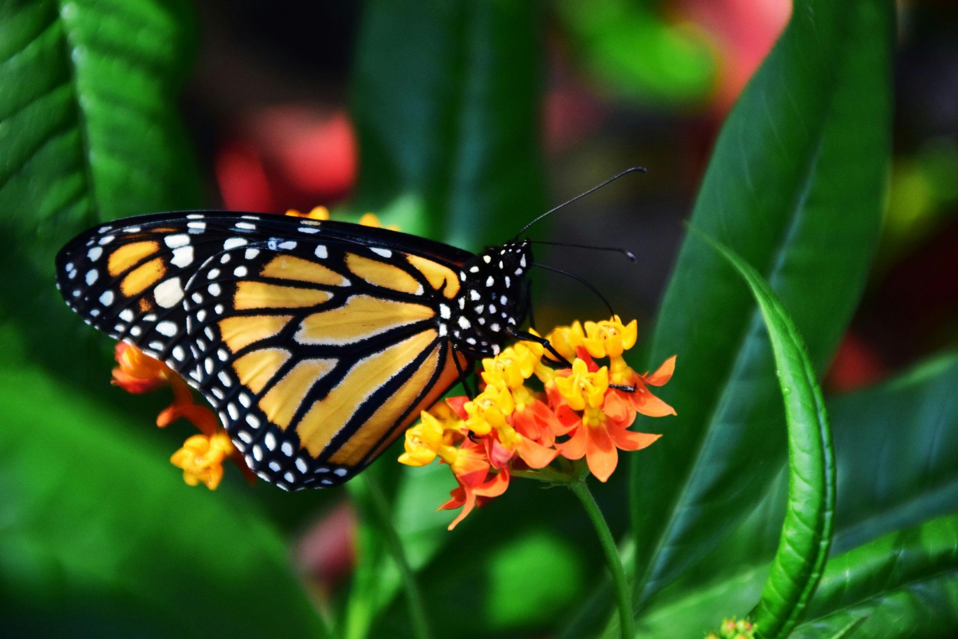 A butterfly is perched on a flower in a garden.